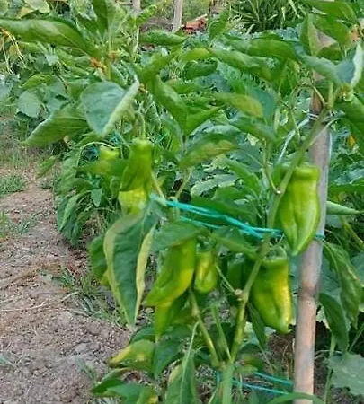 Vila Diamond Farm *