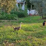 Diamond Farm Vilă *