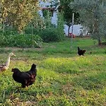 Diamond Farm Vilă Kala Nera