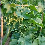 Diamond Farm * Kala Nera