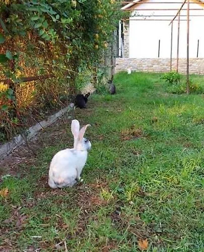 Diamond Farm 别墅 *