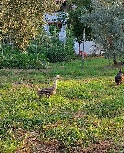 Diamond Farm 别墅 *