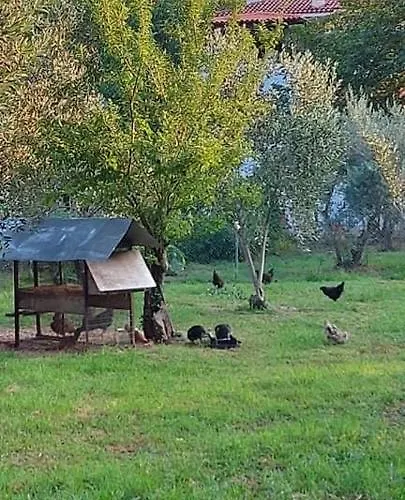 Diamond Farm * 卡拉内拉