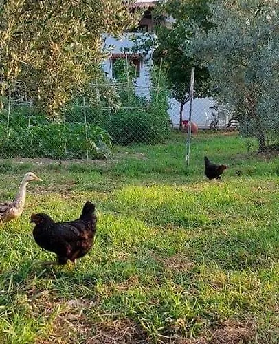 Diamond Farm 别墅 卡拉内拉