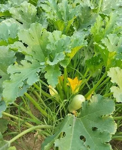 别墅 Diamond Farm 卡拉内拉