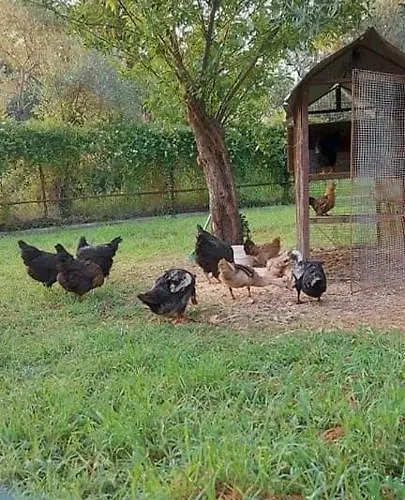 别墅 Diamond Farm *