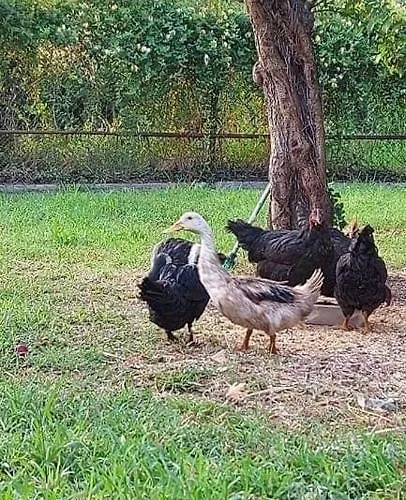 别墅 Diamond Farm 卡拉内拉