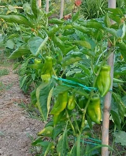 别墅 Diamond Farm *