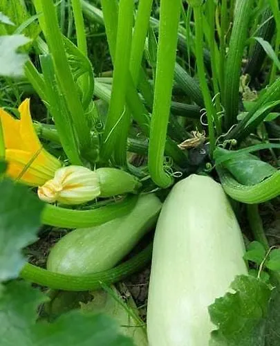 别墅 Diamond Farm 卡拉内拉