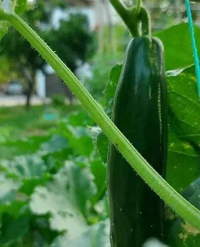 别墅 Diamond Farm 卡拉内拉