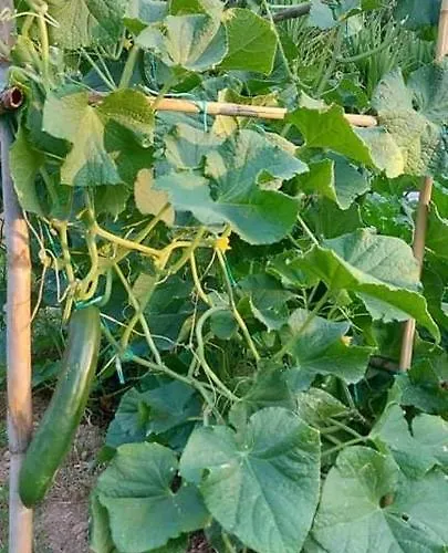 Diamond Farm * 卡拉内拉