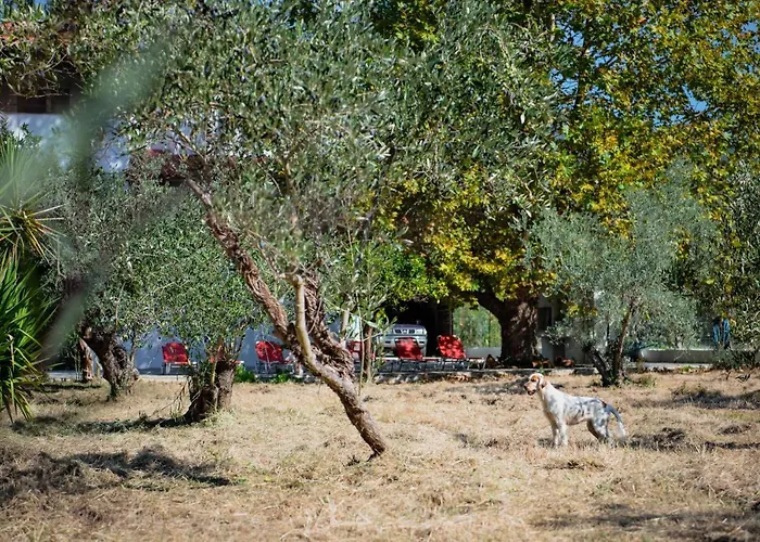 Diamond Farm * 卡拉内拉