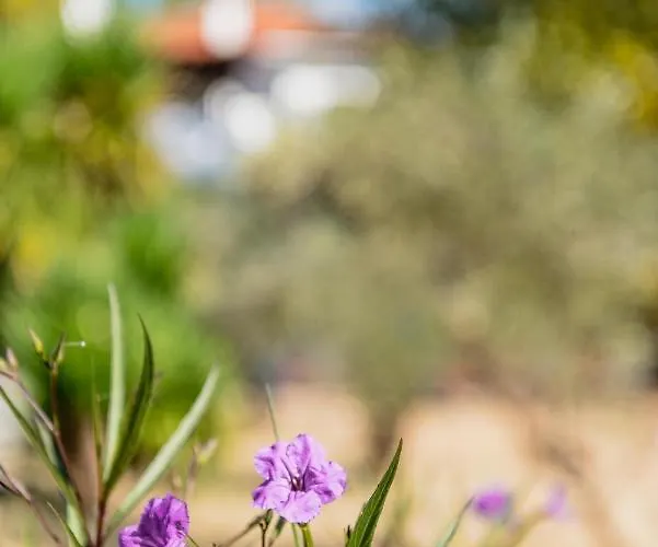 Diamond Farm 别墅 卡拉内拉